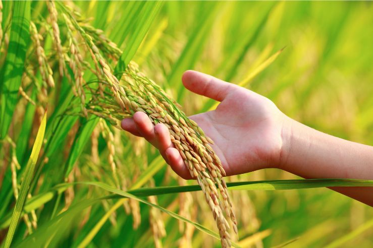 Agro Solutions