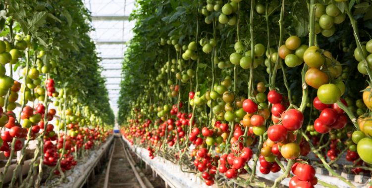 Agro Products & Farming